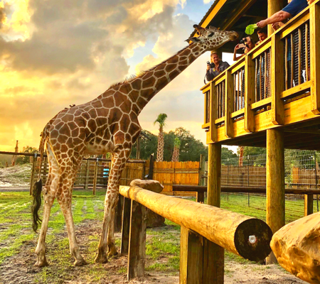 Family Day Out: Central Florida’s Best Zoos and Wildlife Sanctuaries